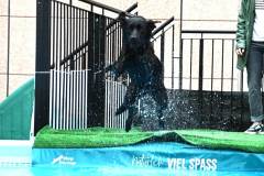 dogs_and_fun_2025_10_niveau-klatsch