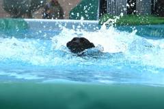 dogs_and_fun_2025_11_niveau-klatsch