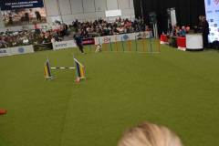 dogs_and_fun_2025_14_niveau-klatsch