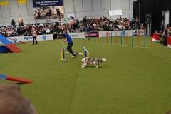 dogs_and_fun_2025_15_niveau-klatsch