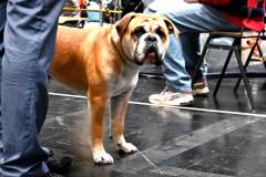 dogs_and_fun_2025_18_niveau-klatsch