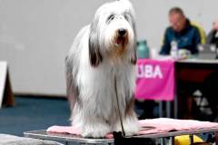 dogs_and_fun_2025_19_niveau-klatsch