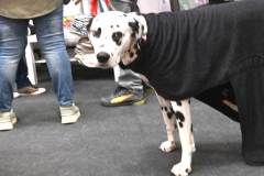 dogs_and_fun_2025_1_niveau-klatsch