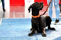 dogs_and_fun_2025_3_niveau-klatsch