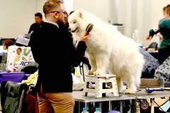 dogs_and_fun_2025_4_niveau-klatsch