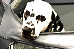 dogs_and_fun_2025_5_niveau-klatsch