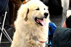 dogs_and_fun_2025_6_niveau-klatsch