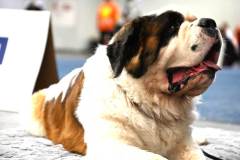 dogs_and_fun_2025_7_niveau-klatsch