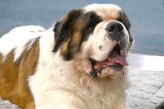 dogs_and_fun_2025_8_niveau-klatsch