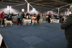 dogs_and_fun_2025_9_niveau-klatsch