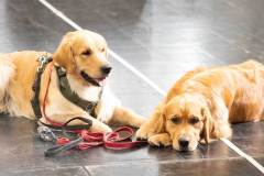 dogs_and_fun_2026_niveau-klatsch_1