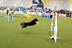 dogs_and_fun_2026_niveau-klatsch_10