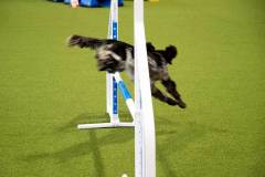 dogs_and_fun_2026_niveau-klatsch_12