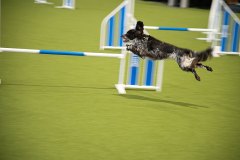 dogs_and_fun_2026_niveau-klatsch_13