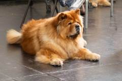 dogs_and_fun_2026_niveau-klatsch_2