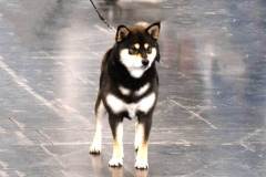 dogs_and_fun_2026_niveau-klatsch_3