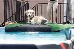 dogs_and_fun_2026_niveau-klatsch_4
