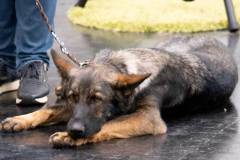 dogs_and_fun_2026_niveau-klatsch_6