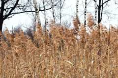 Elmpter-Schwalmbach_niveau-klatsch_9