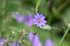 hemer_felsenmeer_niveau-klatsch_11