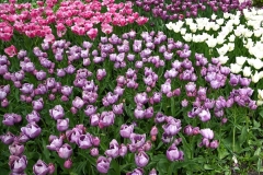 Keukenhof 2025