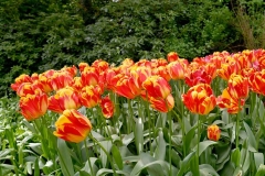 Keukenhof 2025