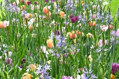Keukenhof 2025
