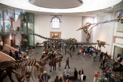 senckenberg-naturmuseum_niveau-klatsch_1