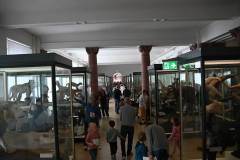 senckenberg-naturmuseum_niveau-klatsch_10