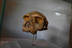senckenberg-naturmuseum_niveau-klatsch_11