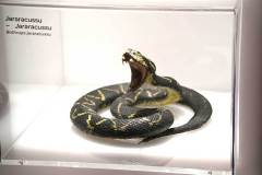 senckenberg-naturmuseum_niveau-klatsch_13