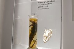 senckenberg-naturmuseum_niveau-klatsch_15