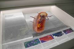 senckenberg-naturmuseum_niveau-klatsch_21