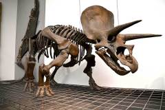 senckenberg-naturmuseum_niveau-klatsch_22