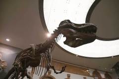 senckenberg-naturmuseum_niveau-klatsch_23