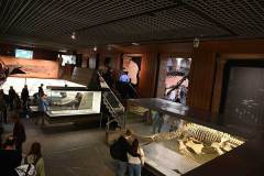 senckenberg-naturmuseum_niveau-klatsch_25