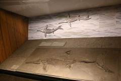 senckenberg-naturmuseum_niveau-klatsch_26