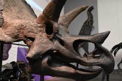 senckenberg-naturmuseum_niveau-klatsch_27