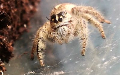 Heute und morgen: Riesenspinnen- und Insekten-Ausstellung in Düsseldorf