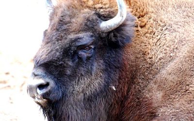 wisent_wildnis_sauerland_