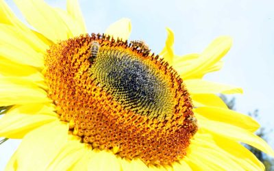 Sonnenblume/ Foto niveau-klatsch