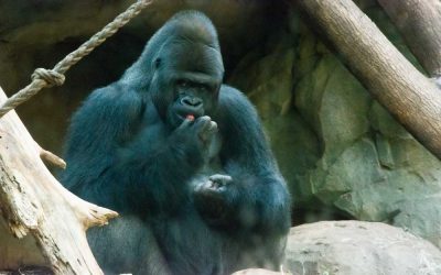 zoo_frankfurt_gorilla