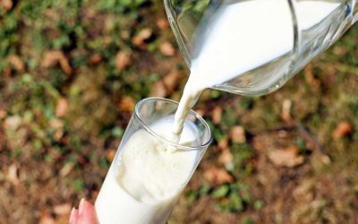 Milchrückruf wegen Bakterienfund