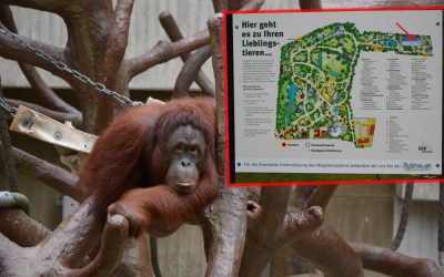 Affenhaus im Krefelder Zoo abgebrannt