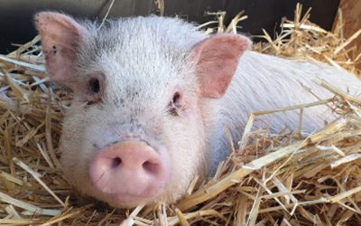 Porky - Glücksschwein des Jahres