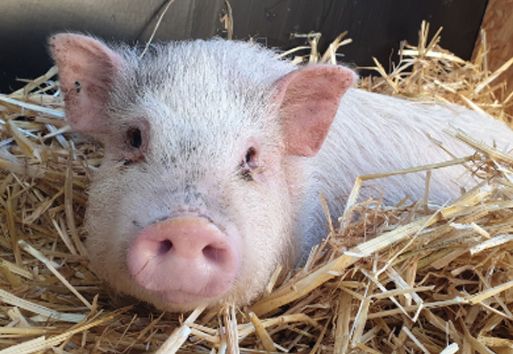 Porky - Glücksschwein des Jahres