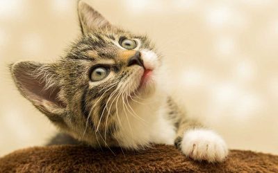 Tierquäler in Krefeld im Polizeigewahrsam – Katze geschlagen und getreten!