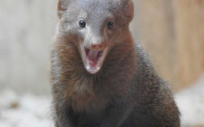 Kommentierte Fütterung der Zwergmangusten per Livestream