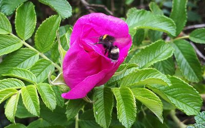 Keine Offene Gartenpforte im Juni und Juli 2020