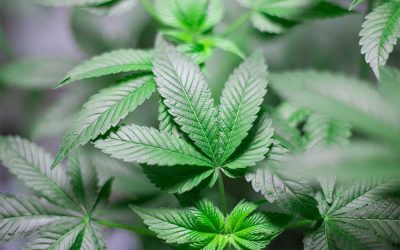 Cannabisplantage in ehemaliger Mülheimer Brauerei!